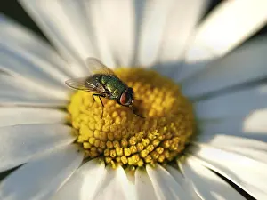 Flowering Nature Scene Prints: Daisy with bow tie