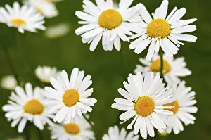 Common Daisy Prints: Daisy in group