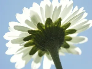 Close Up Flower Prints: Daisy, macro