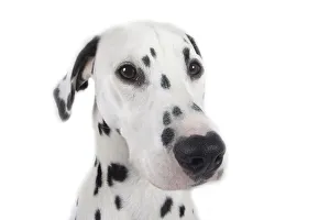 Mammal Photography Studio Prints: Dalmatian