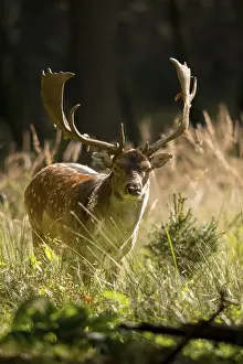 Natural Habitat Photos Prints: Dama dama, fallow deer, fallow deer