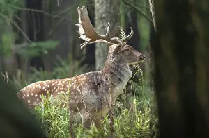 Animals In The Wild Habitat Prints: Dama dama, fallow deer, fallow deer