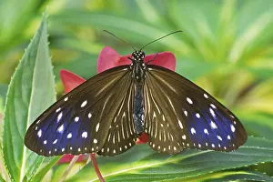 Natural Environments Fauna Prints: Danaus spec