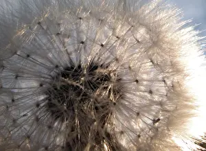 Macro Dandelion Prints: Dandelion