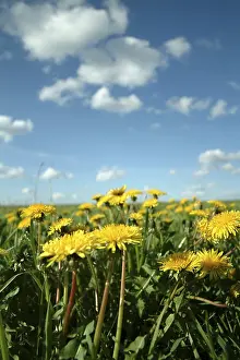 Infructescence Photography Prints: Dandelion