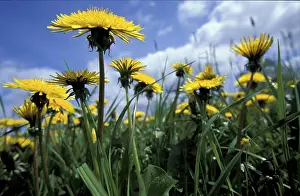 Open Air Plants Prints: Dandelion