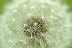 Nature Flowering Plants Prints: Dandelion
