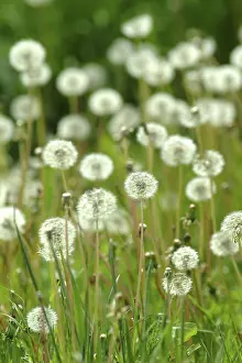 Medicinal Herb Plant Prints: Dandelion