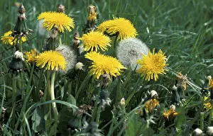 Open Air Plants Prints: Dandelion