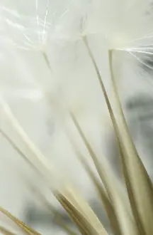 Dandelion Seed Head Prints: Dandelion clock, macro