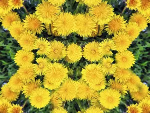 Dandelion Flowers Prints: Many dandelion flowers, pattern