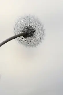 Common Dandelion Europe Prints: Dandelion, Germany