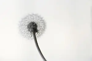 Common Dandelion Europe Prints: Dandelion, Germany
