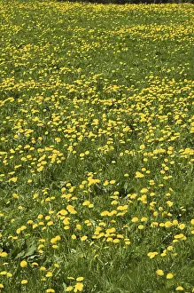 Inflorescence Photography Prints: Dandelion meadow in spring