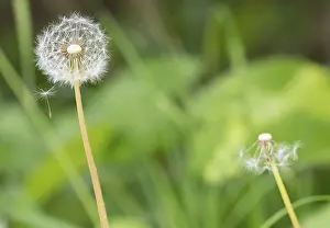 Spring Meadow Scene Prints: A dandelion with a second, almost bare one in the background