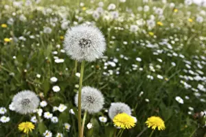 Spring Flowering Plants Prints: Dandelions in a spring meadow