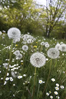 Spring Meadow Flowers Prints: Dandelions in a spring meadow