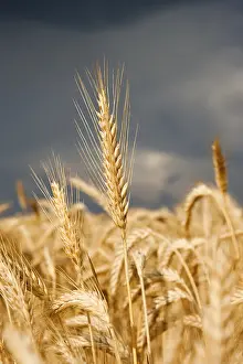 Close Up Macro Photography Prints: Dark thunderclouds gathering above a rye field