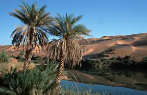 Prints of Date (Phoenix dactylifera) palms, Um el Ma Oasis, Sahara, Erg Ubari, Libya Related Prints: Date Palms Print, Um el Ma Oasis, Sahara