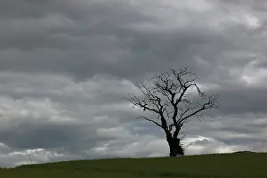 Deserted Scottish Landscape Prints: Dead, bare, dead tree against grey sky