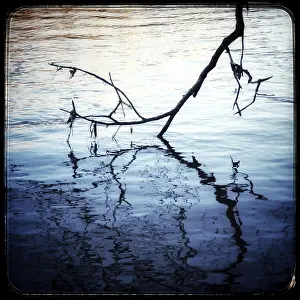Deserted Waterfront Photo Prints: Dead branch of the fallen tree in a river