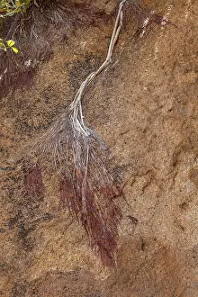 Deserted African Landscapes Prints: Dead branch lying on a rock, Namibia