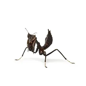 European Mantis Prints: Dead leaf mantises - Acanthops Sp