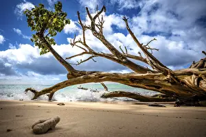Seychelles Beach Prints: Dead tree on the beach under blue sky with waves