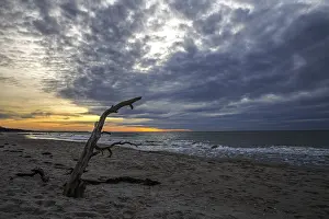 Evening Sun In Northern Germany Prints: Dead tree on the beach, dramatic clouds