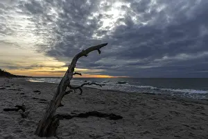 Baltic Sea Evening Atmosphere Prints: Dead tree on the beach, dramatic clouds