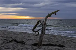 Baltic Sea Coast Landscape Prints: Dead tree on the beach, evening light