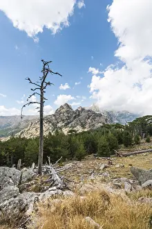 Deserted Mountain Road Prints: Dead tree in front of a mountain