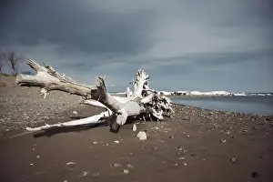 Coastal Nature Photography Prints: Dead tree at the sea