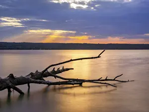 Southern German Lake Scenery Prints: Dead tree trunk lying in water