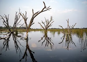Okavango Delta UNESCO Site Prints: Dead trees are reflected in the river