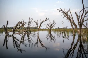Okavango Delta UNESCO Site Prints: Dead trees are reflected in the river