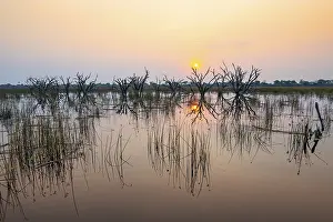 World Natural Heritage Site Botswana Prints: Dead trees are reflected in the river at sunset