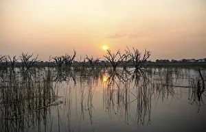 Okavango Delta UNESCO Site Prints: Dead trees are reflected in the river at sunset