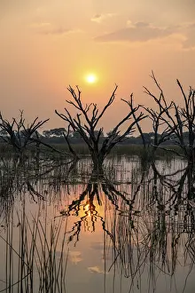Okavango Delta Sunset Prints: Dead trees are reflected in the river at sunset