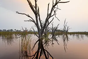 Evening Sun Reflection Water Prints: Dead trees are reflected in the river at sunset