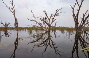 World Natural Heritage Site Botswana Prints: Dead trees are reflected in the river at sunset