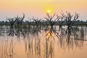 Evening River Scene Prints: Dead trees are reflected in the river at sunset