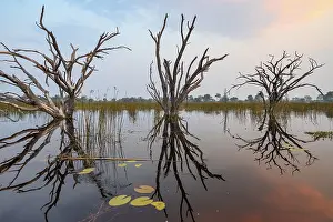 Okavango Delta Sunset Prints: Dead trees are reflected in the river at sunset