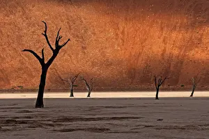 Namibia Nature Reserve Images Prints: Dead trees in front of a sand dune