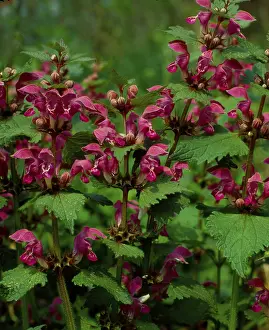 Lamiales Family Plants Prints: Deadnettle