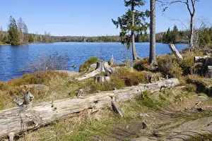 Hydroelectric Power Generation Prints: Deadwood at the Oderteich, dam