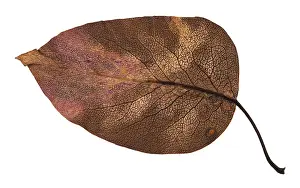 Isolated White Background Plant Prints: Back side of decayed autumn leaf of apple tree isolated on white background