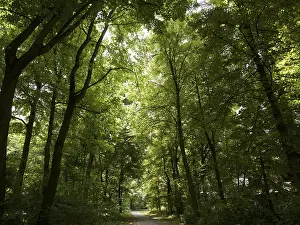 Deciduous Forest Prints: Deciduous forest