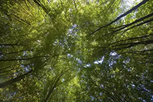 Deciduous Forest Prints: Deciduous forest