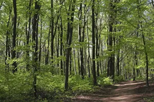 Nature Park Germany Prints: Deciduous forest with copper beech (Fagus silvatica)